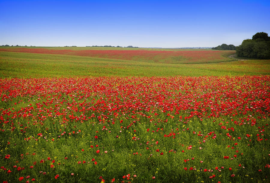 Poppy Photograph - Wild Poppy Field, Ukraine  by Yuri Lev