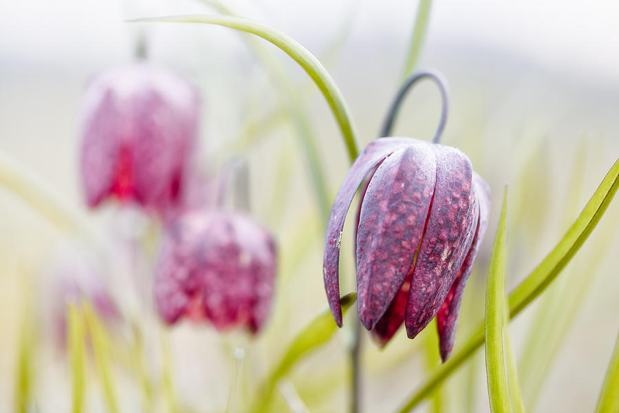 Wild Spring Meadow Flower Photograph by Dirk Ercken