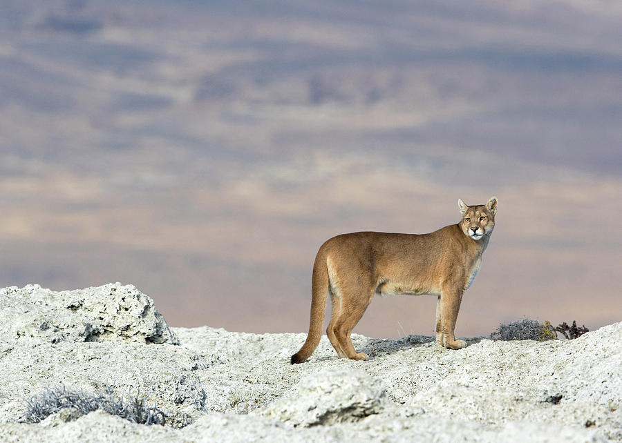 Wild Puma at the Lake Photograph by Max Waugh