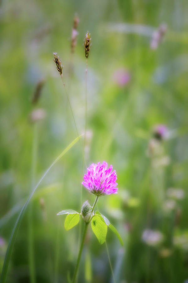 Wild Purple Clover Photograph by Bill Wakeley