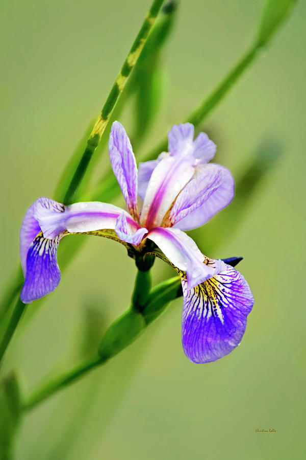 Iris Flower Photograph by Christina Rollo
