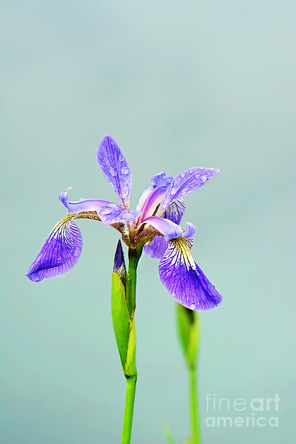 Wild Purple Iris Print Photograph by Gwen Gibson