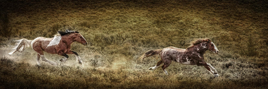 Wild Pursuit Photograph by Wes and Dotty Weber