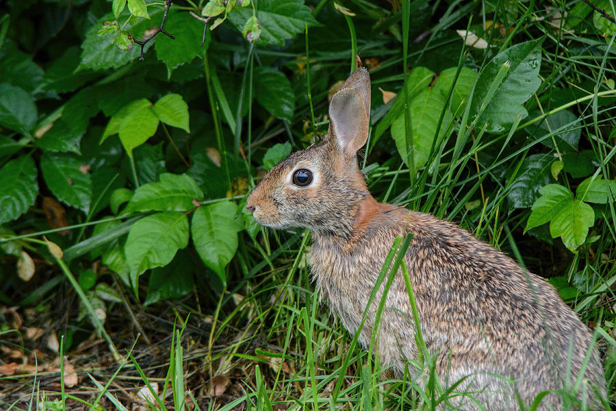 Wild Rabbit 052120152125 Photograph