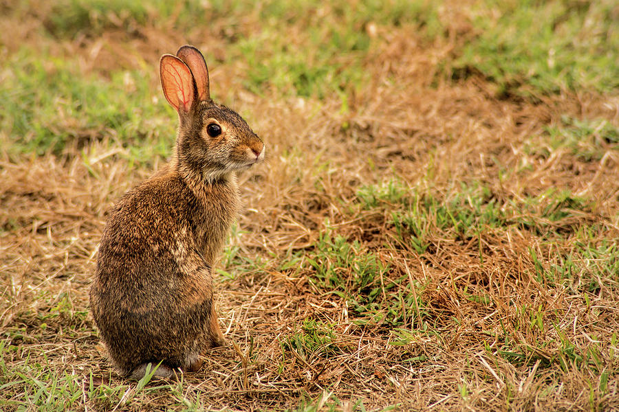 Wild Rabbit Photograph by Don Johnson