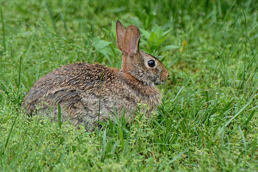 Wild Rabbit In The Grass 052120152085 Photograph