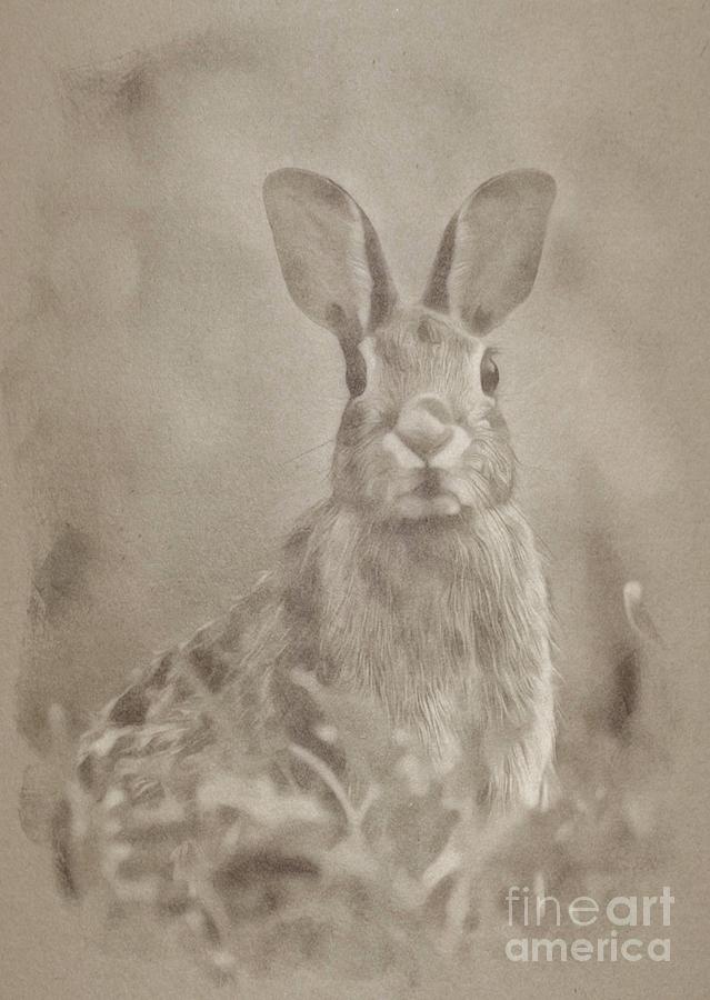 Wild Rabbit Drawing
