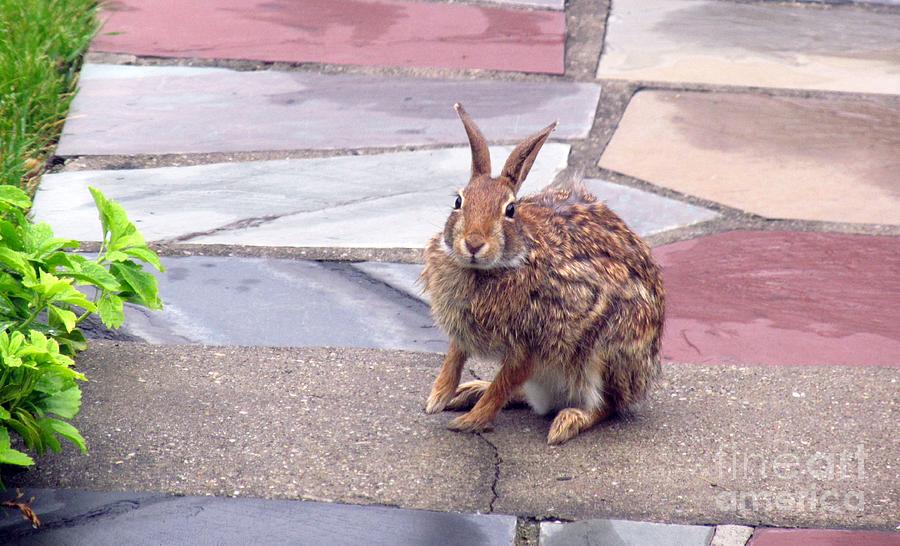 Backyard Wild Rabbit  Coming  back home Photograph by Anthony Morretta