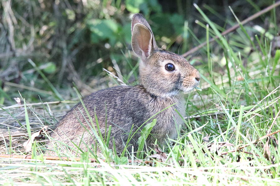 Wild Rabbit Photograph by Scott Burd