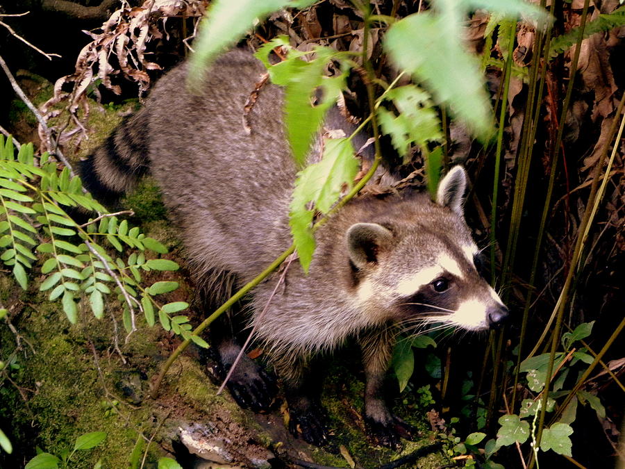 Wild Raccoon   Photograph by Terri Mills