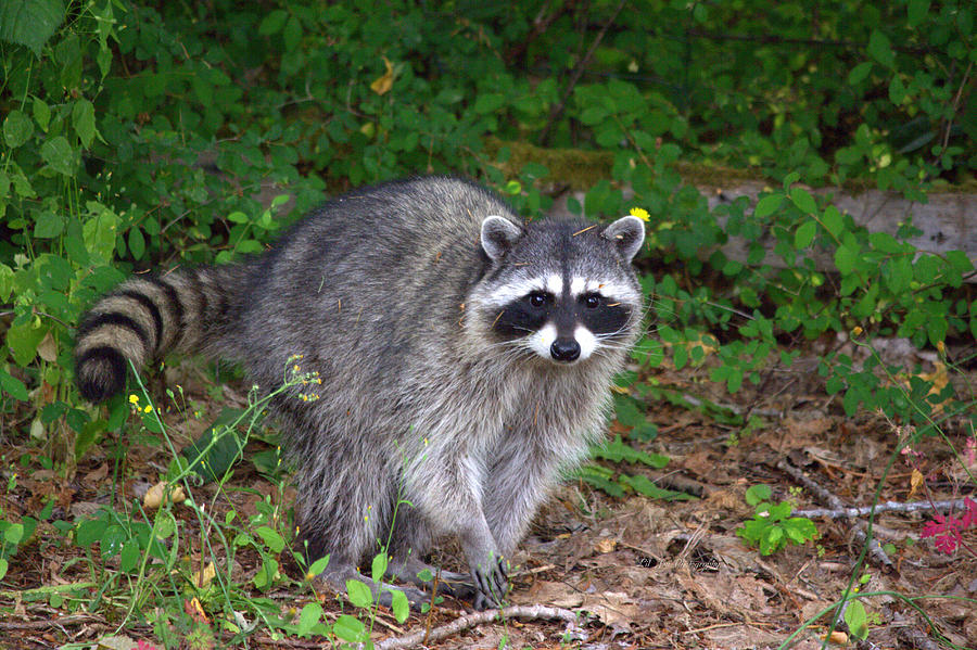 Wild Raccoon Photograph by Jeanette C Landstrom