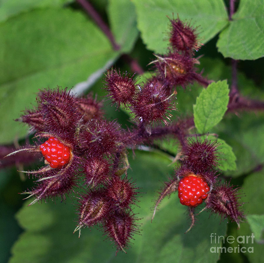 Wild Raspberries Photograph by Ann Jacobson