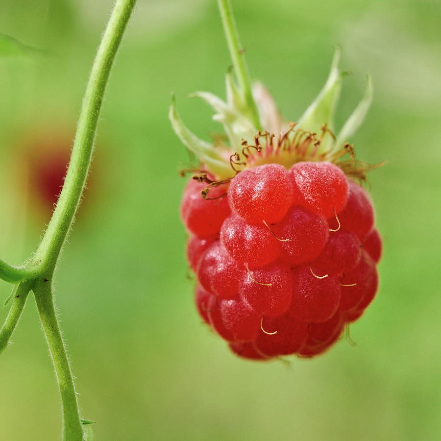 Wild Raspberry Photograph by Jouko Lehto
