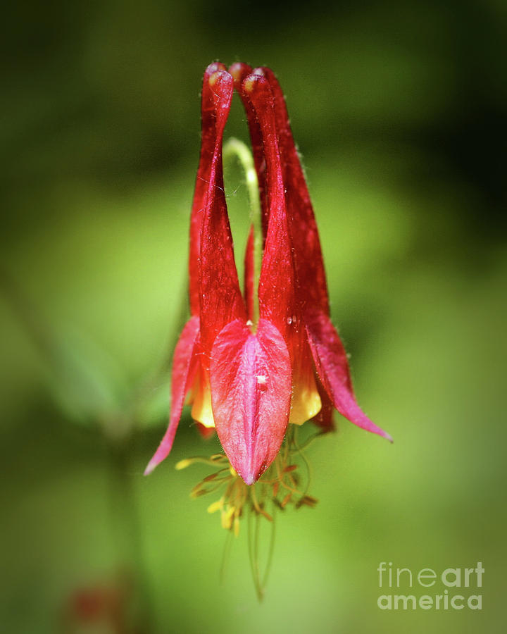 Wild Red Columbine Photograph by Smilin Eyes Treasures