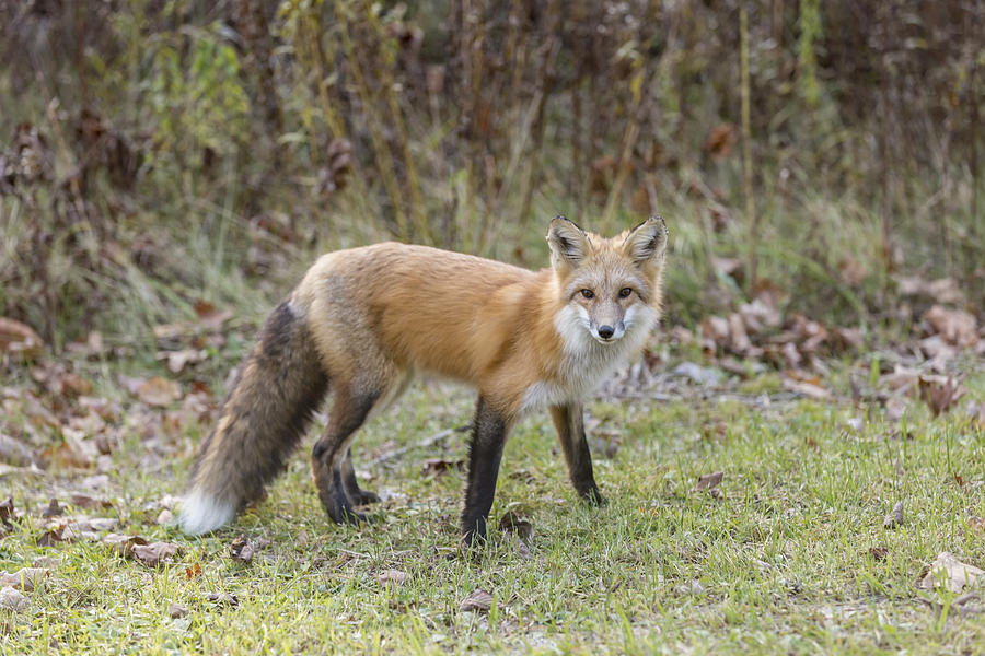 Wild Red Fox Photograph by Josef Pittner