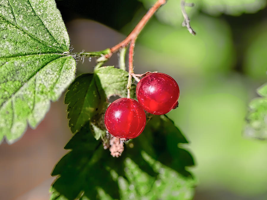 Wild Red Goosberries Photograph by Leif Sohlman