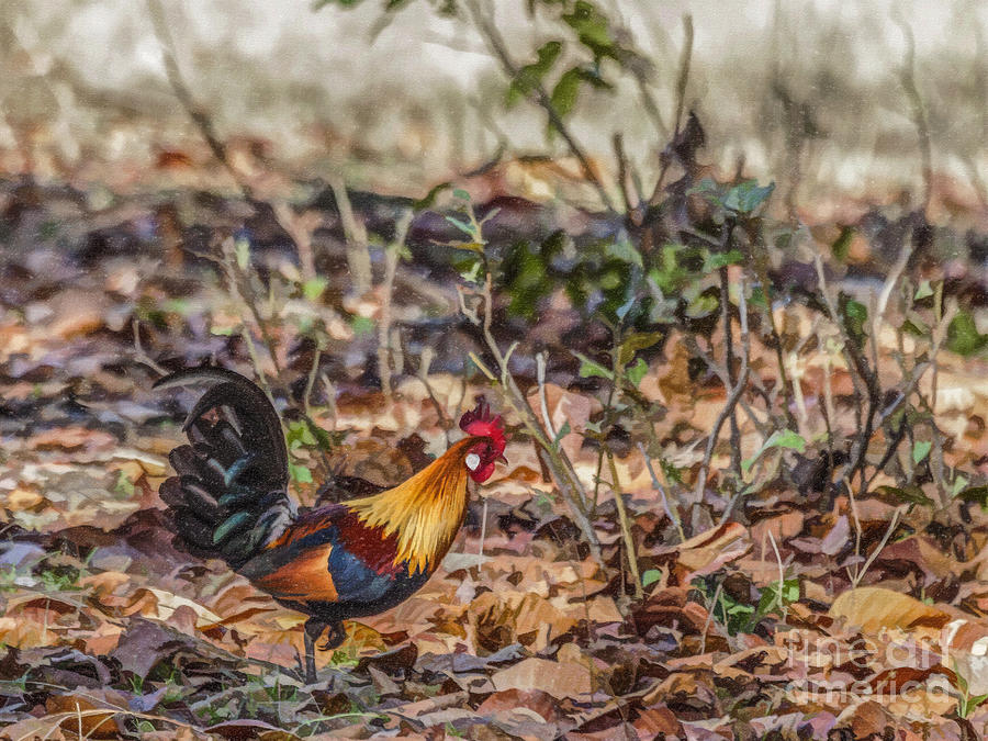 Wildlife Digital Art - Wild Red Junglefowl Gallus gallus Kanha National Park India by Liz Leyden