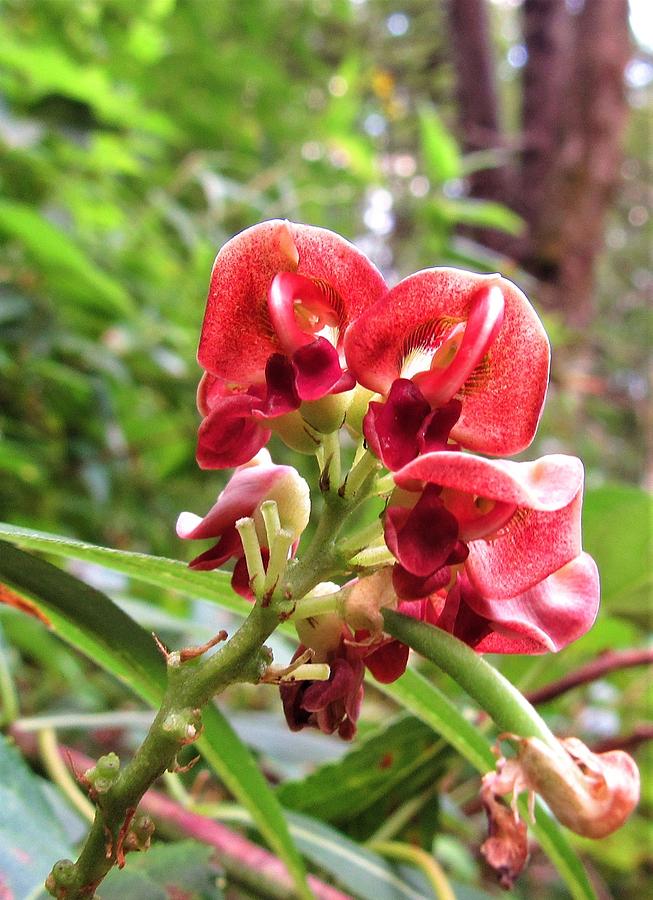 Wild Red Orchid Photograph by Joshua Bales