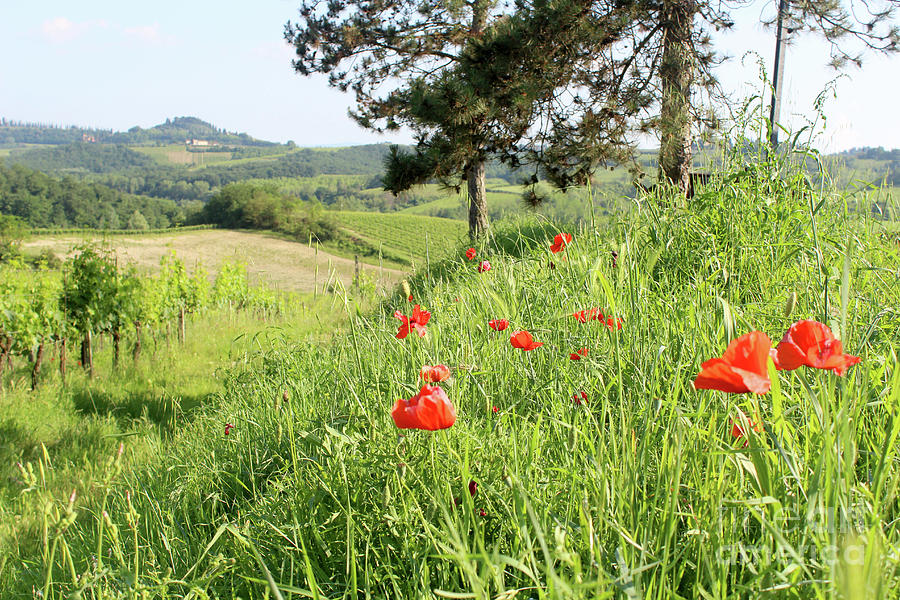 Wild Red Poppies over Italian vineyard and farm in Tuscany Photograph by Adam Long