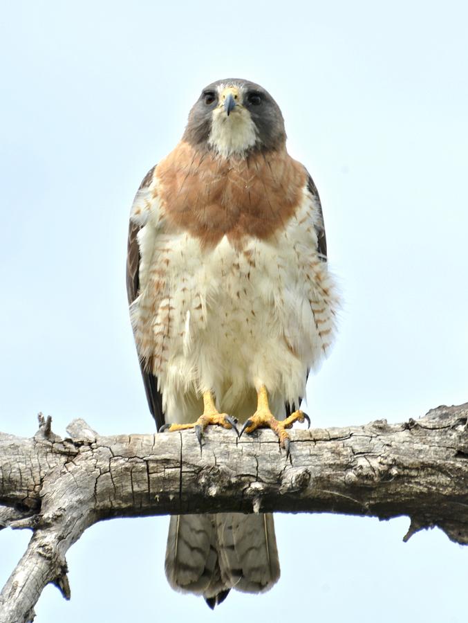 Wild Red Tail Hawk Photograph by Amy McDaniel