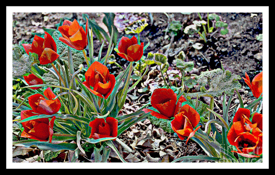 Wild Red Tulips Photograph by Diane montana Jansson