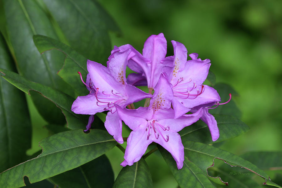 Wild Rhododendron Photograph by Jeanette C Landstrom