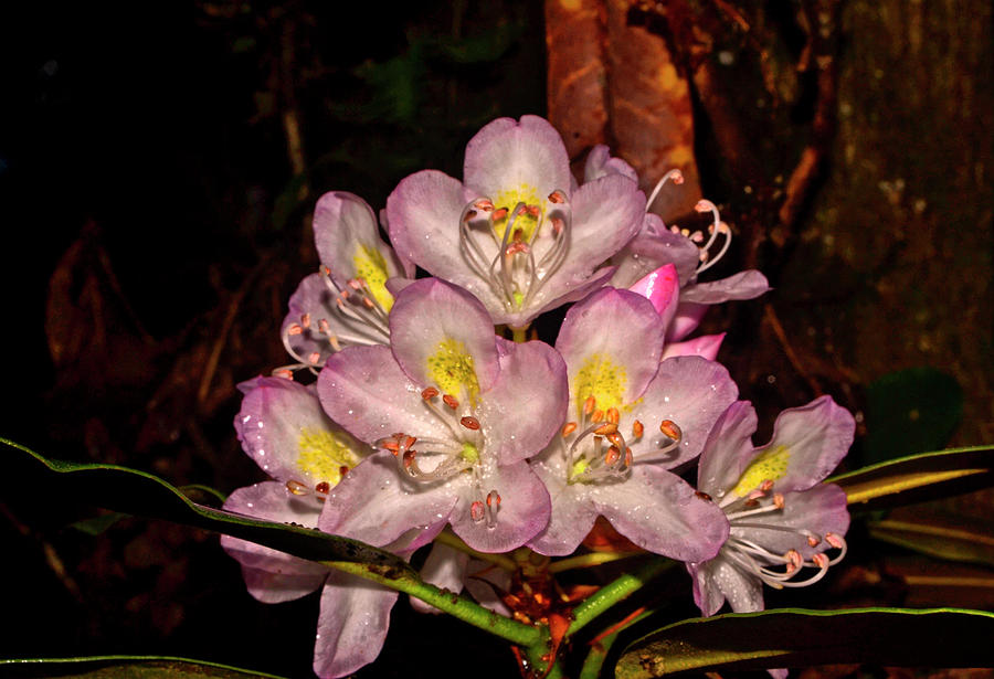 Wild Rhododendron Tree Blossom 001 Photograph by George Bostian