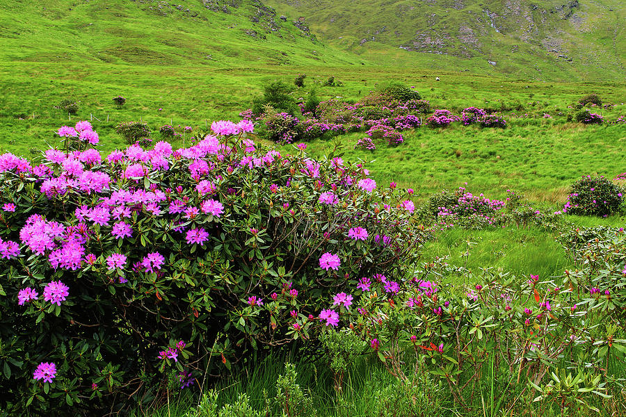 Wild Rhododendrons In the Aasleigh Valley in Ireland Photograph by Greg ...