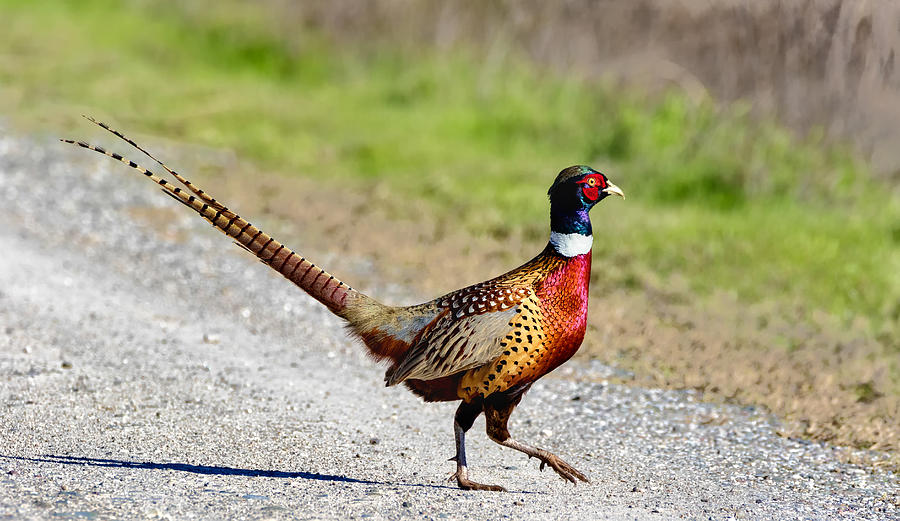 Wild Ring-neck Pheasant on the Move Photograph by Kathleen Bishop