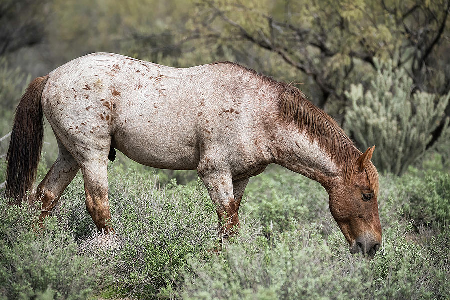 Wild Roan Stallion  Photograph by Saija Lehtonen