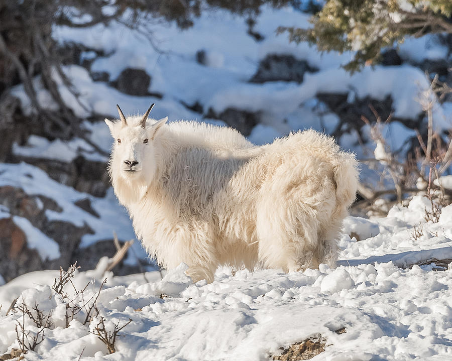 Wild Rocky Mountain Goat Photograph by Yeates Photography