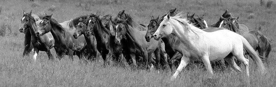 Wild Rodeo Horses Photograph by Athena Mckinzie