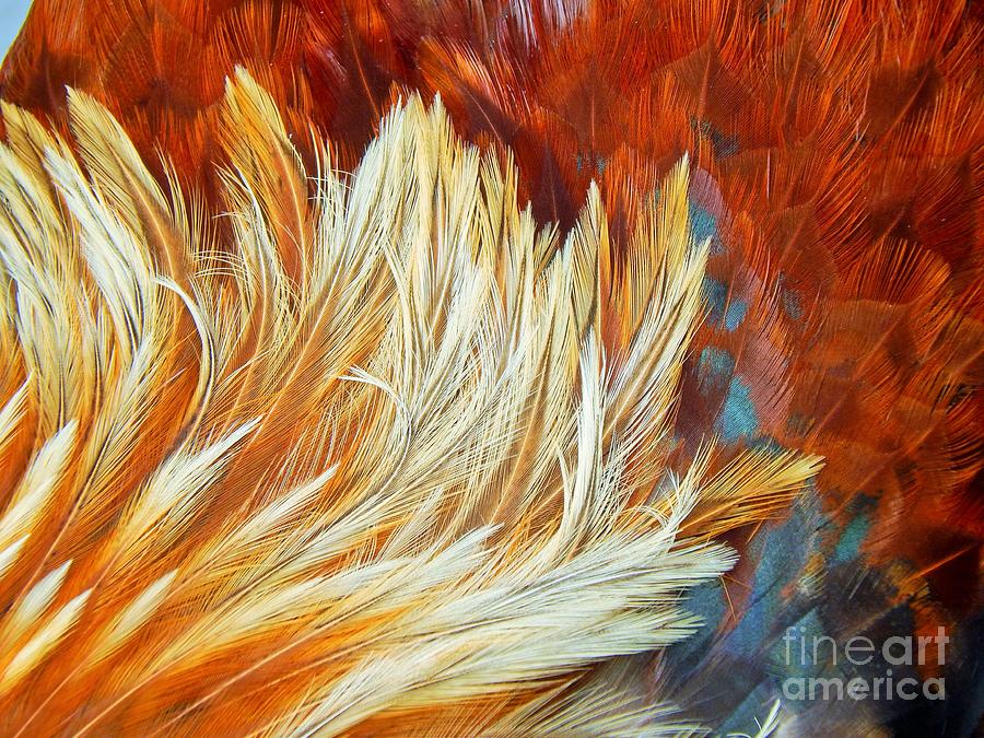 Wild Rooster Feather Abstract Photograph by Jan Gelders