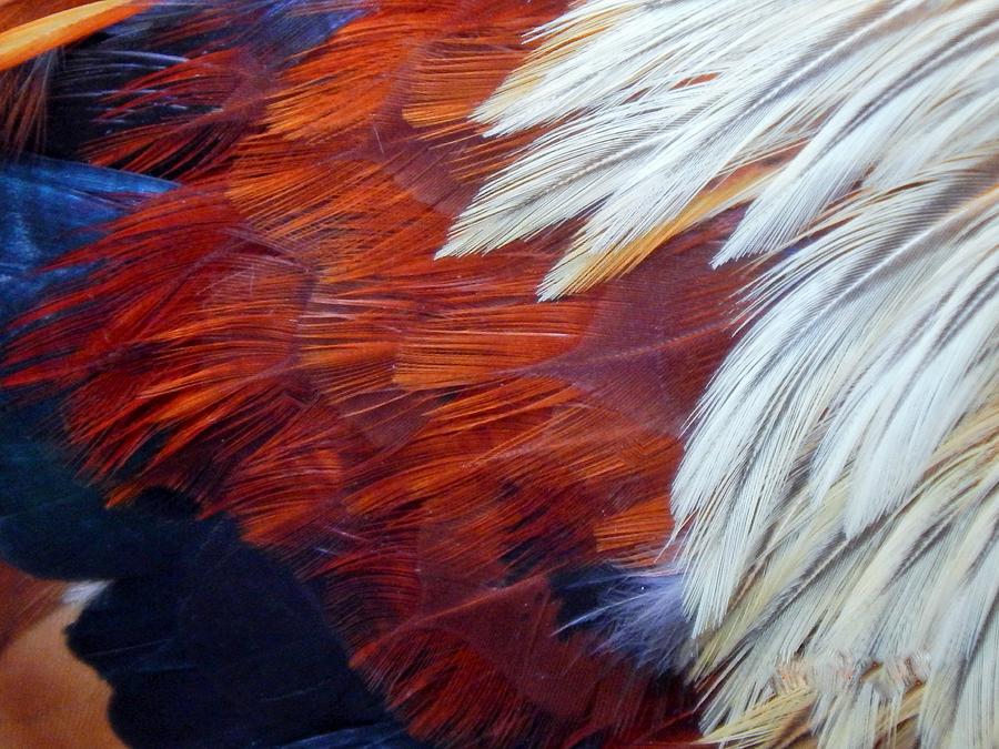 Wild Rooster Feather Art Photograph by Jan Gelders