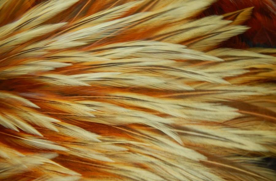 Wild Rooster Abstract Photograph by Jan Gelders