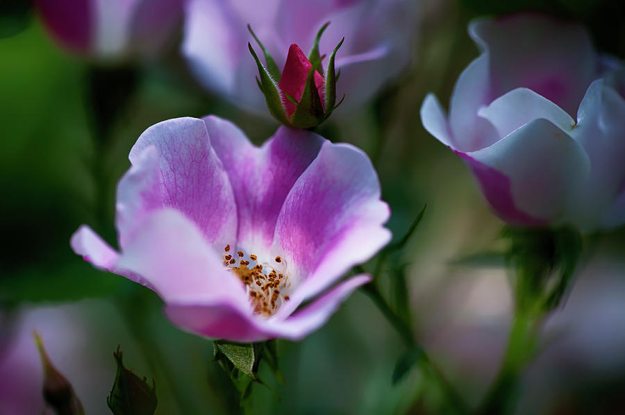 Wild Rose 7 Photograph by Dan Hefle