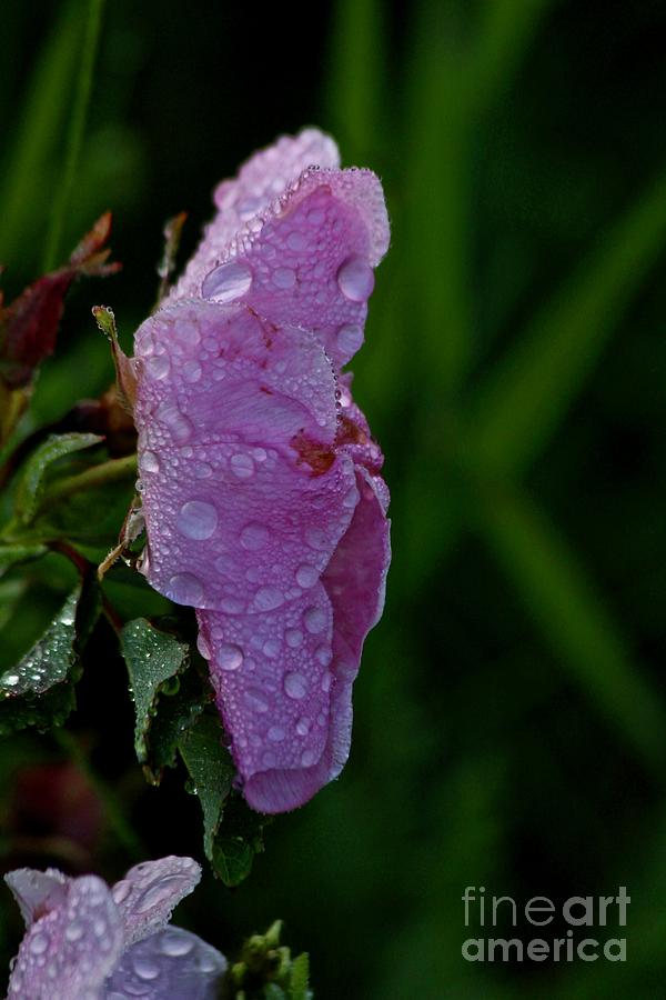 Wild Rose After the Rain Photograph by Ann E Robson