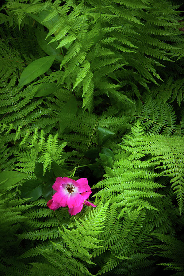 Wild Rose and Fern Photograph by Rob Travis