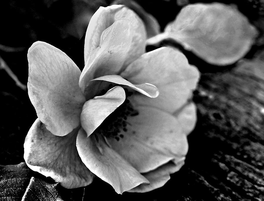 Rose Photograph - Wild Rose and Salvaged Barn Wood by Curtis J Neeley Jr