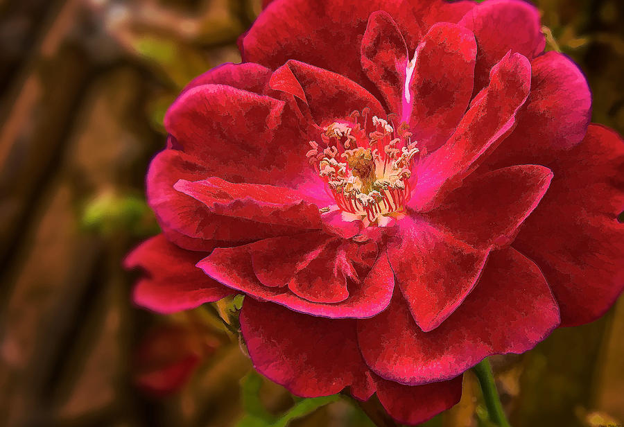 Wild rose as oil Photograph by Charles Muhle