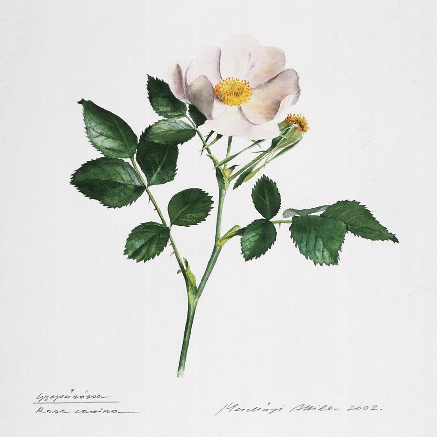 Wild Rose Painting by Attila Meszlenyi