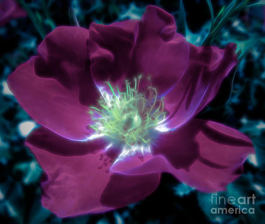 Wild Rose Blue Dipinto Effect Photograph by Rose Santuci-Sofranko