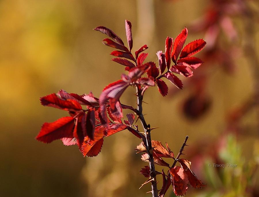 Wild Rose Branch, Autumn Photograph by Tracey Vivar