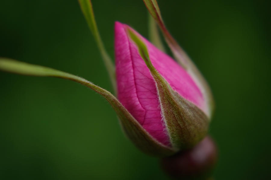 Wild Rose Bud Photograph by Adria Trail
