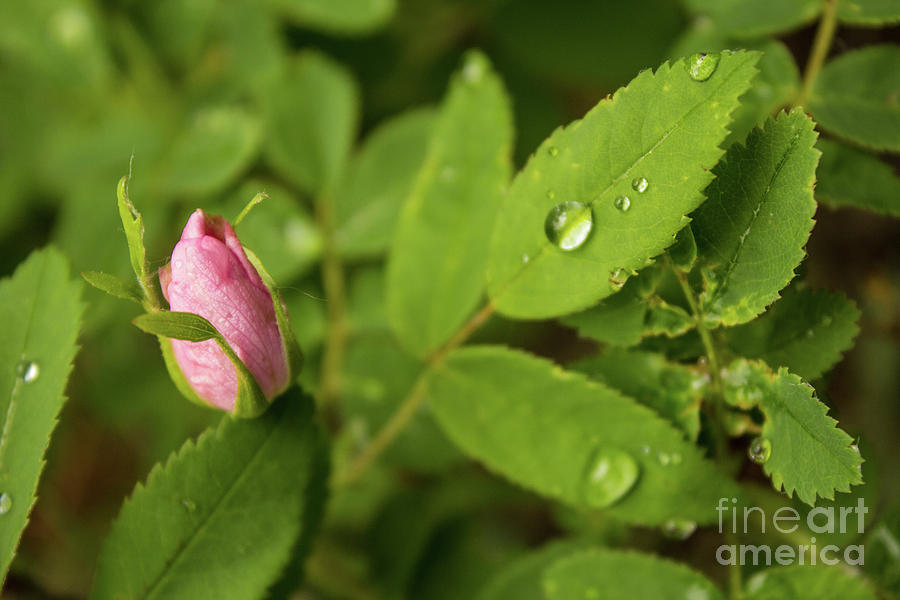 Wild Rose Bud Photograph by Steven Parker