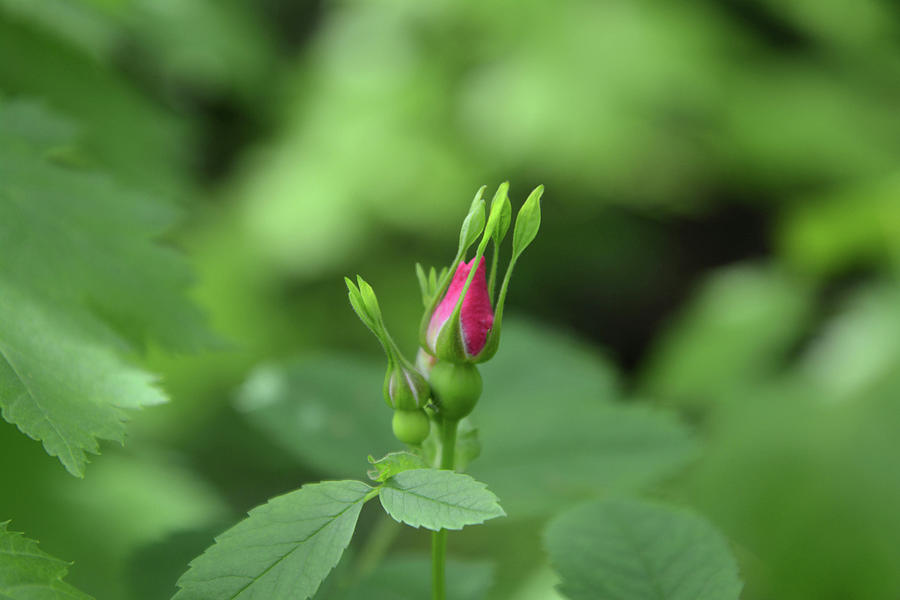 Wild Rose Bud Photograph by Whispering Peaks Photography