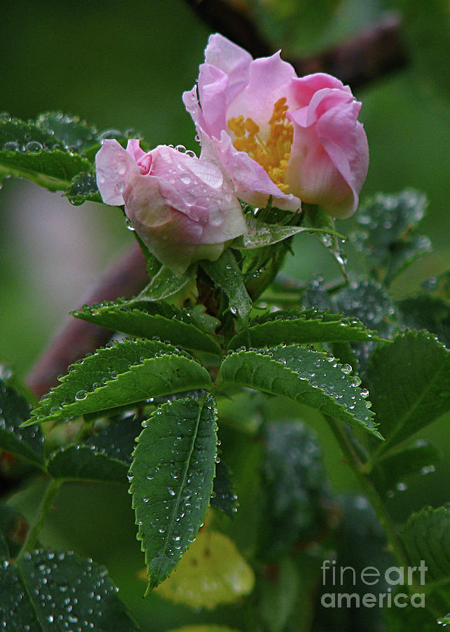 Wild Rose Buds Photograph by Deborah Johnson