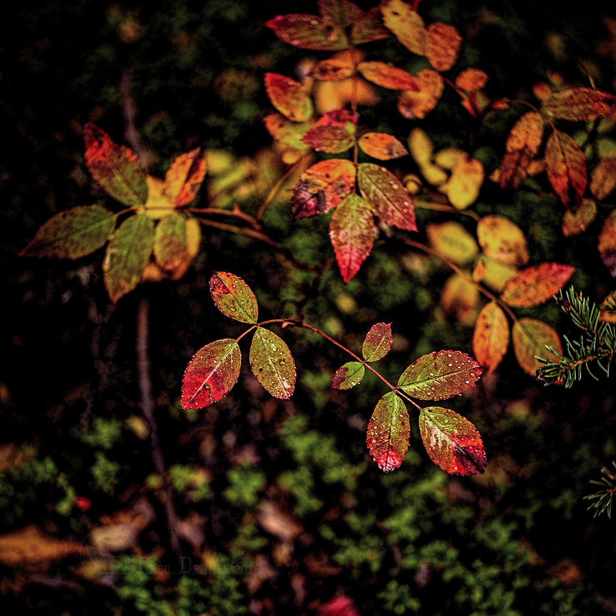 Wild Rose Colors Photograph by Fred Denner
