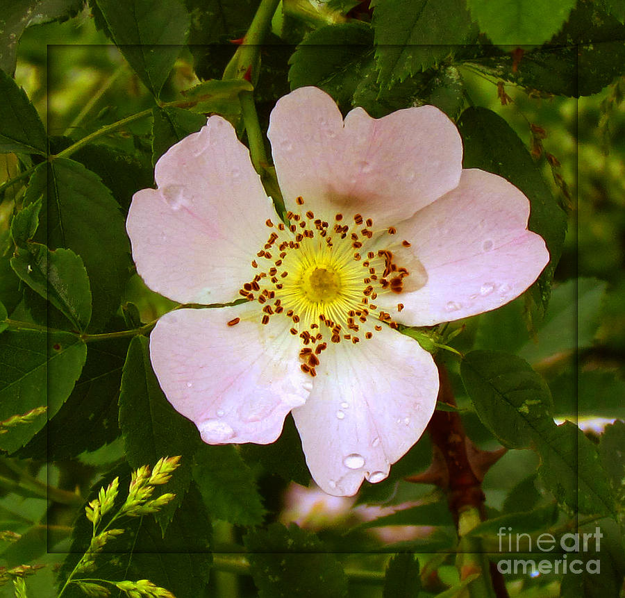 Nature Photograph - Wild Rose by Deborah Johnson