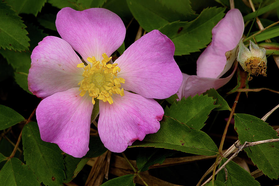 Wild Rose Photograph by Grant Groberg